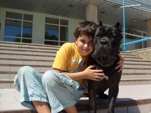 Cane Corso