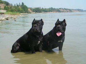 Cane Corso