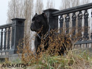 Cane Corso